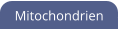 Mitochondrien